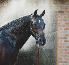 Keeping Your Horse Cool and Comfortable: Essential Care Tips for Hot Weather