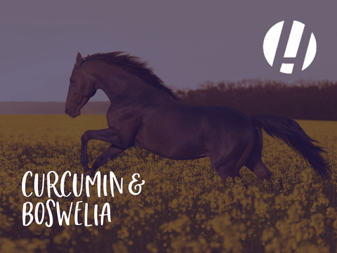 BozMerix: How Curcumin and Boswellia support horses’ anti-inflammatory systems - Hestevard UK