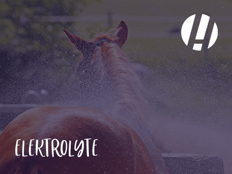 Equine Performance: Understanding When and Why to Use Electrolyte Replacers for Horses - Hestevard UK