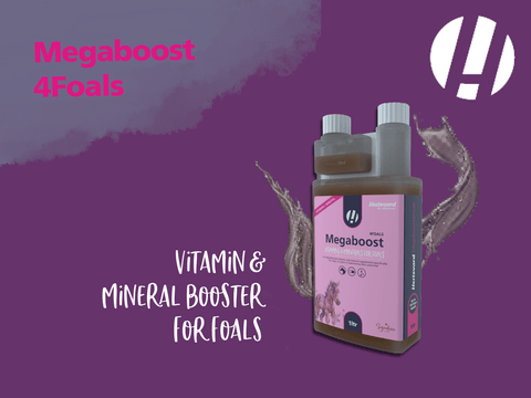 Hestevard MegaBoost 4 Foals: Optimal Support for Your Foal’s Early Development - Hestevard UK