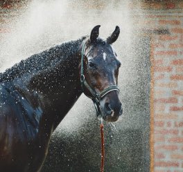 Keeping Your Horse Cool and Comfortable: Essential Care Tips for Hot Weather - Hestevard UK