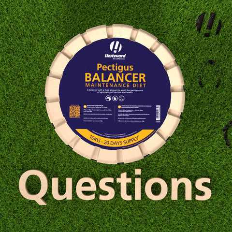 Questions & Answers: Pectigus Balancer Maintenance Diet - Hestevard UK