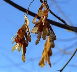 The Dangers of Sycamore Trees to Horses - Hestevard UK