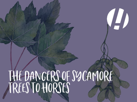 The Dangers of Sycamore Trees to Horses - Hestevard UK