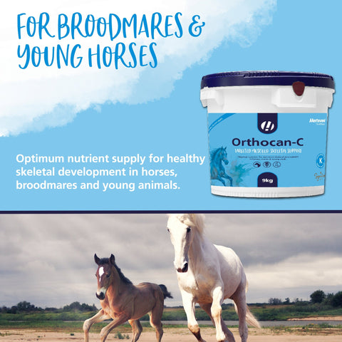 Orthocan - C - Hestevard UK