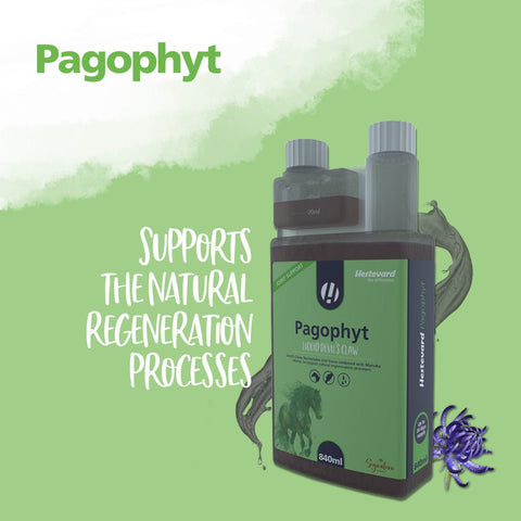 Pagophyt - Hestevard UK