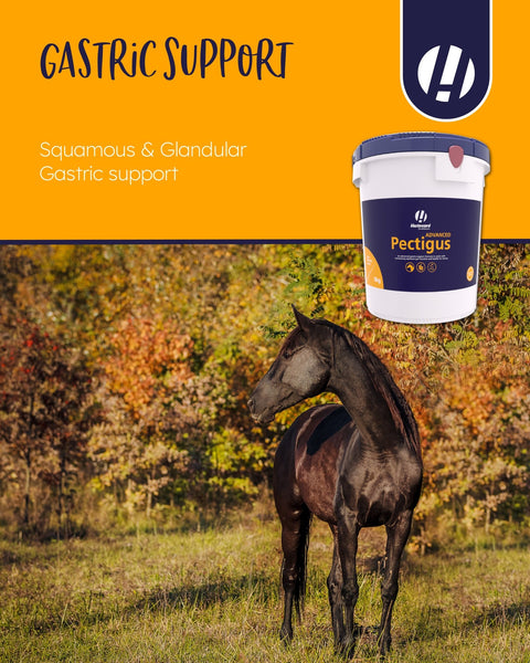 Pectigus ADVANCED - Hestevard UK