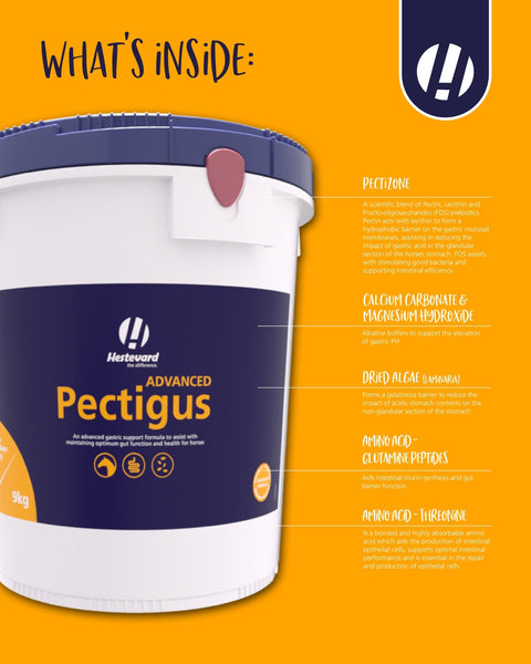 Pectigus ADVANCED - Hestevard UK