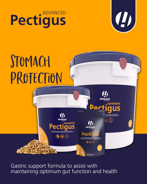 Pectigus ADVANCED - Hestevard UK