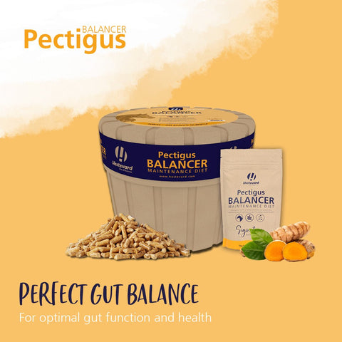 Pectigus Balancer Maintenance Diet - Hestevard UK