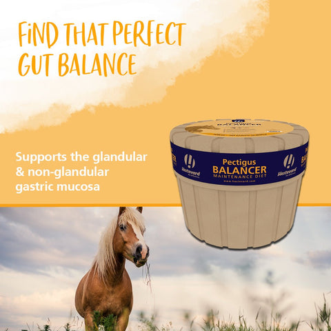 Pectigus Balancer Maintenance Diet - Hestevard UK