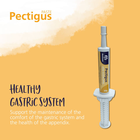 Pectigus Paste - Hestevard UK