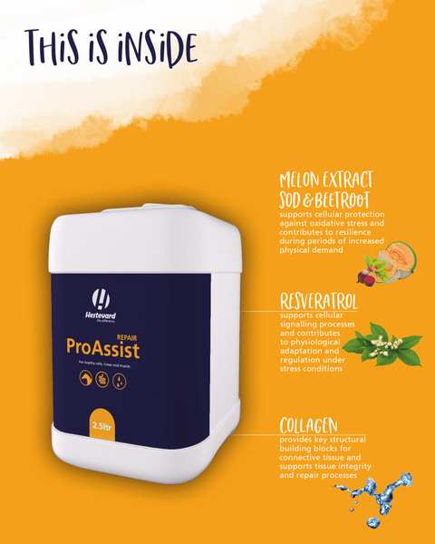 ProAssist Repair - Hestevard UK